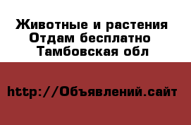 Животные и растения Отдам бесплатно. Тамбовская обл.